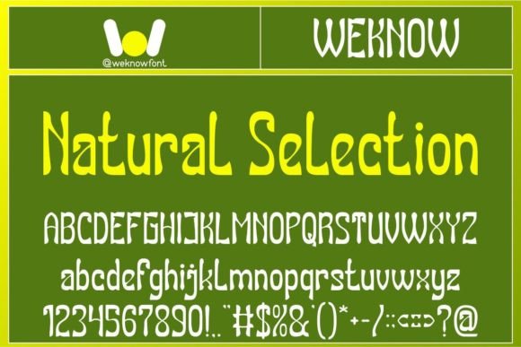 Natural Selection Font: A Web Designer’s Real-World Test for Modern Digital Brands